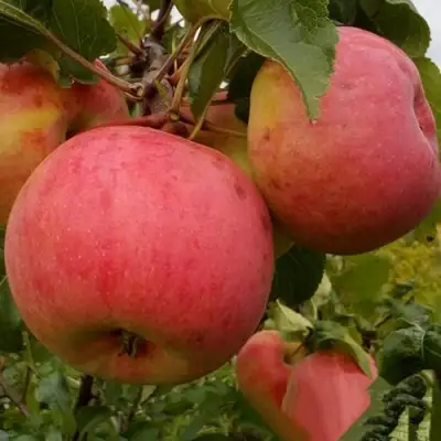 Яблоня БОЛОТОВСКОЕ в Фаниполе