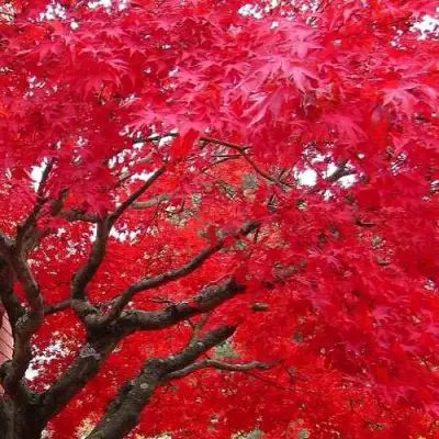 Клен гиннала  в Фаниполе