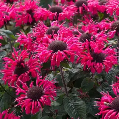 Монарда БИ МЭРИ гибридная в Фаниполе