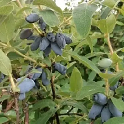 Жимолость съедобная НИМФА (ГАММА) в Фаниполе