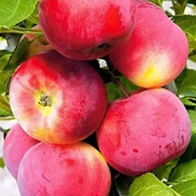 Яблоня СЕРЕБРЯНОЕ КОПЫТЦЕ в Фаниполе