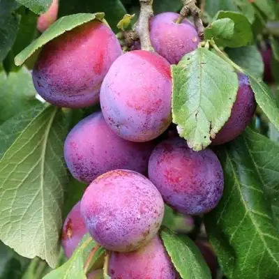 Слива БЛЮ СВИТ колонновидная в Фаниполе