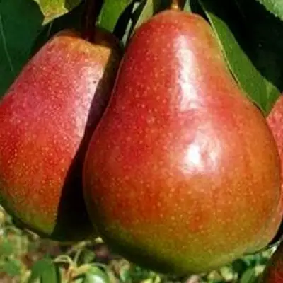 Груша ГЕРА в Фаниполе