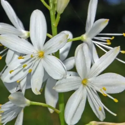 Венечник ветвистый в Фаниполе