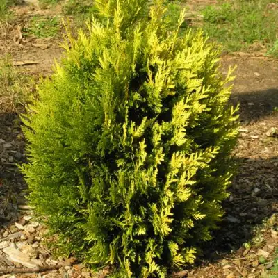 Туя КОППЕР ГОЛД западная в Фаниполе