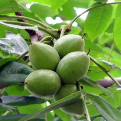 Орех маньчжурский МИЧУРИНЕЦ в Фаниполе