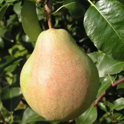 Груша ЛИРА в Фаниполе