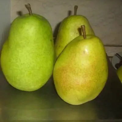 Груша БЕРЕ ЛЮКА в Фаниполе