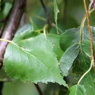 Береза ПОВИСЛАЯ в Фаниполе