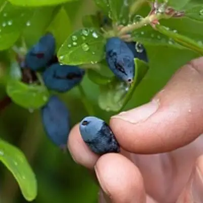 Жимолость съедобная АМФОРА в Фаниполе