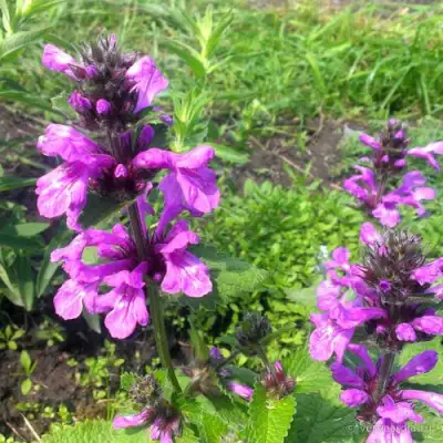 Буквица крупноцветковая в Фаниполе