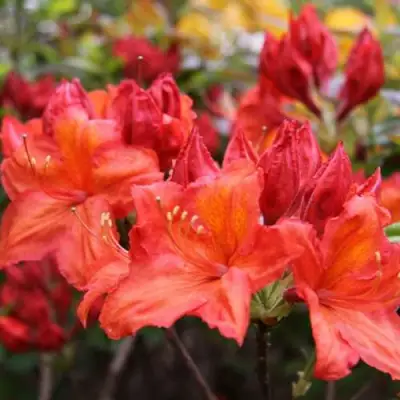 Азалия ЛИЛИНШТЕЙН японская в Фаниполе