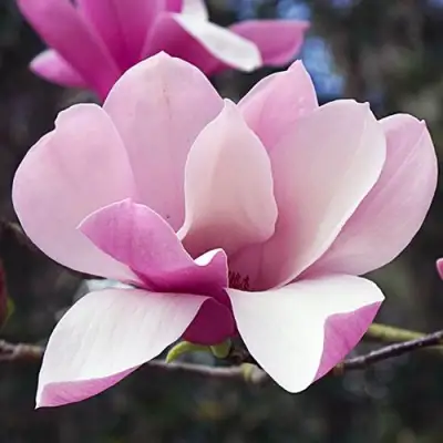 Магнолия РИККИ в Фаниполе