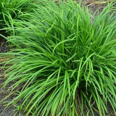 Осока АЙРИШ ГРИН в Фаниполе