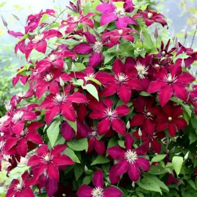Клематис МАЗОВШЕ в Фаниполе