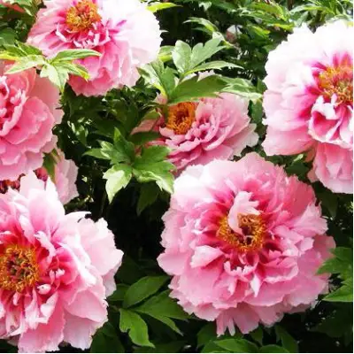 Пион СЕРЕБРИСТЫЙ РУЧЕЙ древовидный в Фаниполе