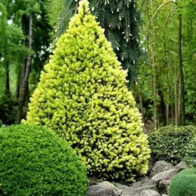 Ель РЕЙНБОУЗ ЭНД сизая в Фаниполе