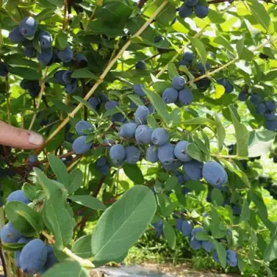 Жимолость съедобная КЛУБНИЧНАЯ СЕНСАЦИЯ в Фаниполе