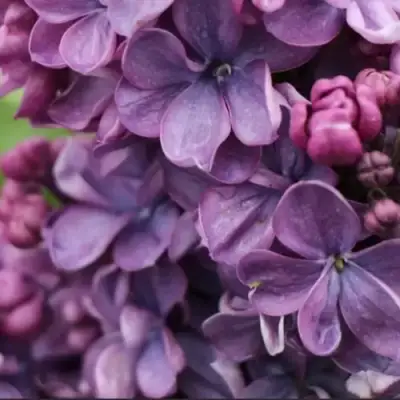 Сирень ВИОЛЕТТА в Фаниполе