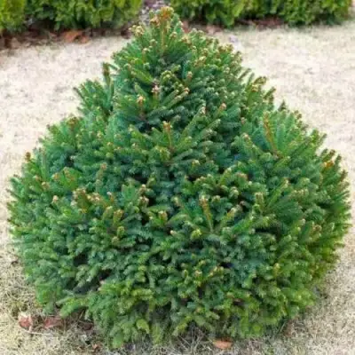 Ель БАРРИ обыкновенная в Фаниполе