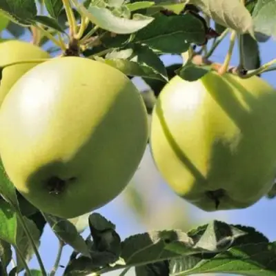 Яблоня САХАРНАЯ в Фаниполе