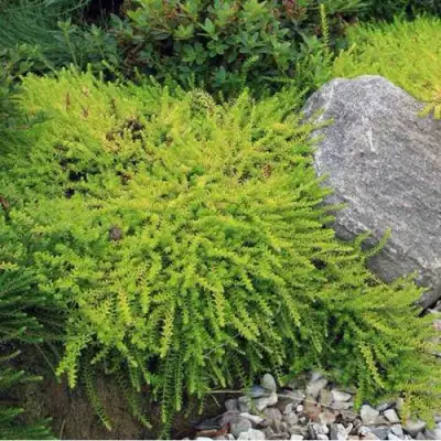 Водяника БЕРНШТЕЙН черная в Фаниполе