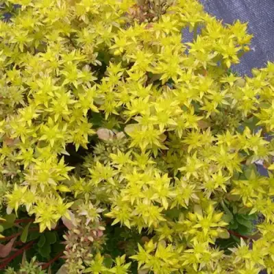 Очиток (седум) ИММЕРГРЮНХЕН в Фаниполе