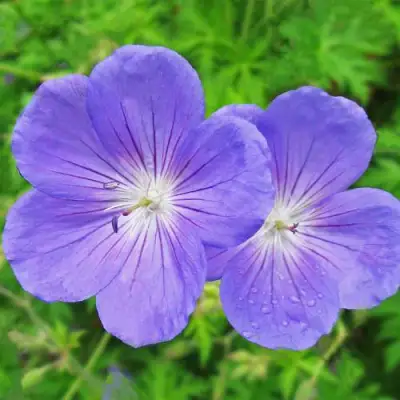 Герань БРУКСАЙД гибридная в Фаниполе