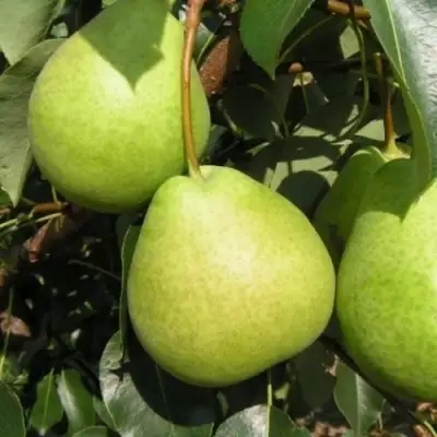 Груша ЛАГОДНАЯ в Фаниполе