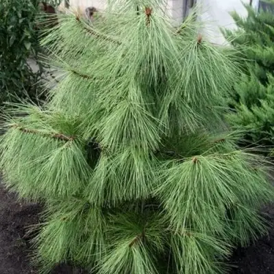 Сосна желтая  в Фаниполе