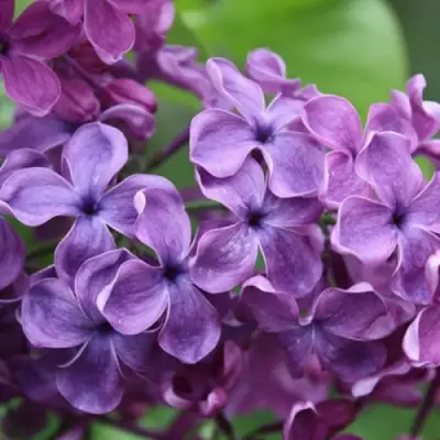 Сирень СУМЕРКИ в Фаниполе