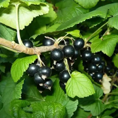 Смородина черная БАГИРА в Фаниполе