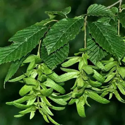 Граб  в Фаниполе