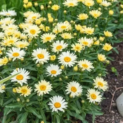 Нивяник БРОДВЕЙ ЛАЙТС великолепный в Фаниполе