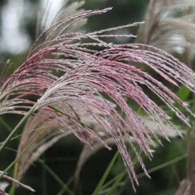 Мискантус МАЛЕПАРТУС китайский  в Фаниполе