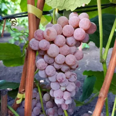 Виноград РИЛАЙНС ПИНК СИДЛИС в Фаниполе