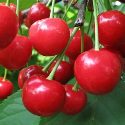 Дюк ПРЕВОСХОДНАЯ ВЕНЬЯМИНОВА в Фаниполе