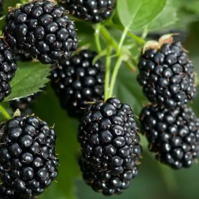 Ежевика ЧЕРНАЯ МАГИЯ ремонтантная  в Фаниполе