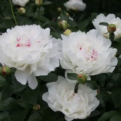 Пион ФЕСТИВА МАКСИМА травянистый в Фаниполе