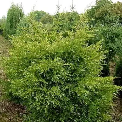 Можжевельник КУРИВАО ГОЛД китайский в Фаниполе