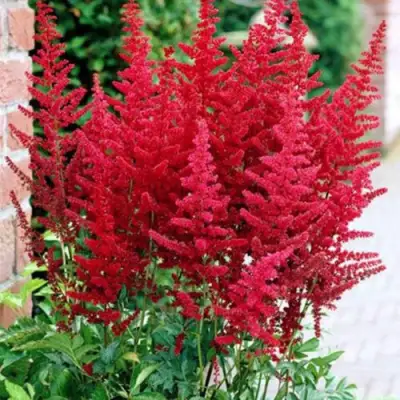 Астильба БУРГУНДИ РЕД Арендса в Фаниполе