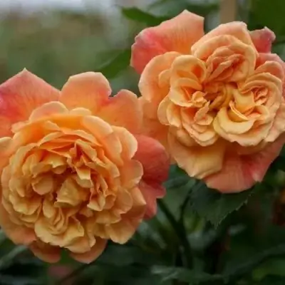 Роза АЛОХА плетистая в Фаниполе