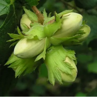 Фундук ТАМБОВСКИЙ ПОЗДНИЙ в Фаниполе