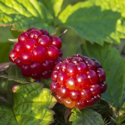 Княженика ЛИНДА в Фаниполе