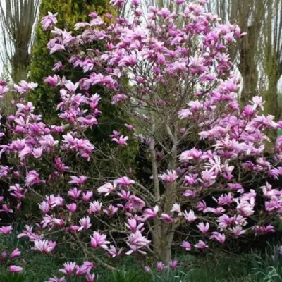 Магнолия ГАЛАКСИ в Фаниполе