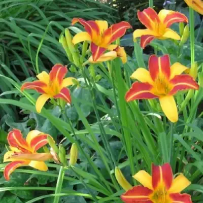 Лилейник ФРАНС ХАЛС в Фаниполе