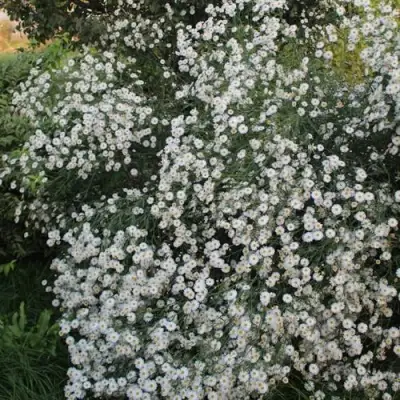 Болтония СНОУБЭНК в Фаниполе