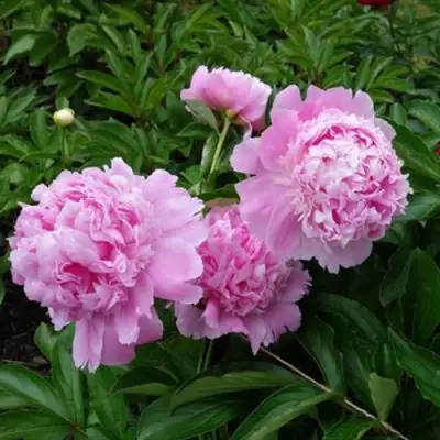 Пион МЕСЬЕ ЖЮЛЬ ЭЛИ травянистый в Фаниполе