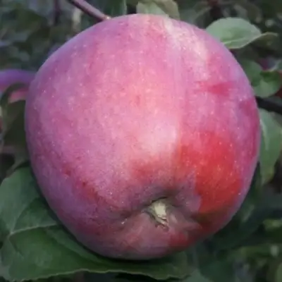 Яблоня ЗОРКА в Фаниполе