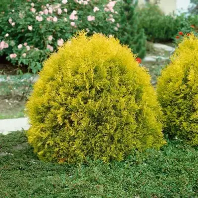Туя РЕЙНГОЛД западная в Фаниполе